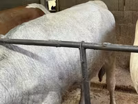 गाय, Simmental cattle — फ़ोटो 3
