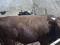 Бух, Russian Black pied cattle — 6 зураг