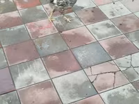 Chickens — fotografija 3