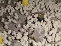 Chickens — عکس 3