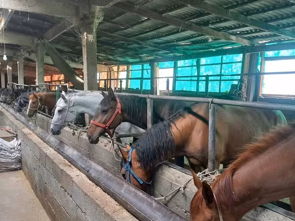 公马, Horses — 吉尔吉斯斯坦