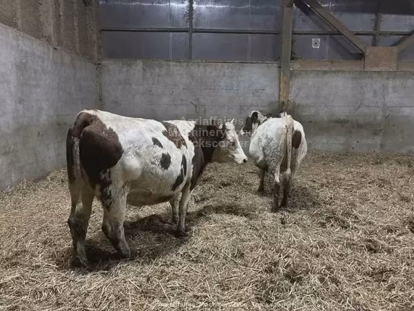 गाय, मोंबेलियार्ड — यूनाइटेड किंगडम
