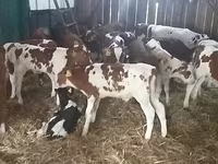 گاو نر, Simmental cattle — عکس 2