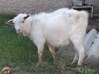 แพะตัวเมีย, Saanen goat — รูปภาพ 2