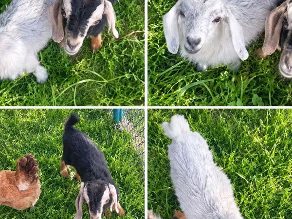 بز ماده, Nubian Goat