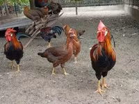 Chickens — foto 2