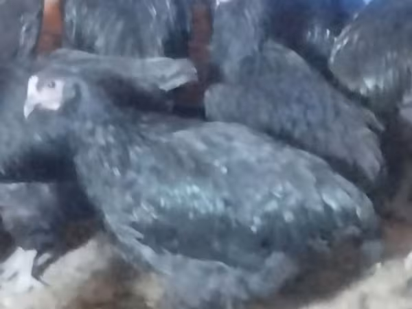 Chickens