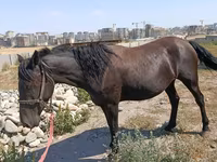 Бээ, Скирос — сүрөт 1