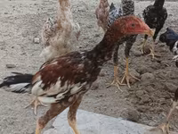 Chickens — ფოტო 6