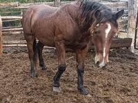 Kuda jantan, Horses — foto 1