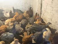 Guinea fowl — 3-сурет