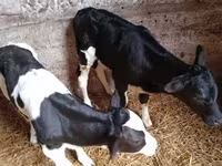Toro, Russian Black pied cattle — foto 3