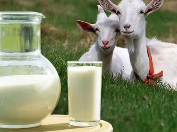 Kambing betina, Goats