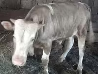 Bou, Simmental cattle — foto 5