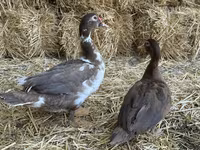 Ducks — عکس 2