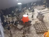 Chickens — foto 2