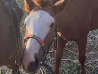 Kůň, Tiger horse — foto 5