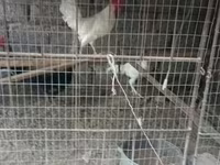 Chickens — foto 2