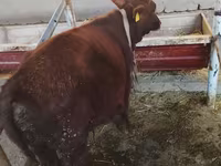 Stier, Runderen — foto 3