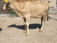 Býk, Swiss cattle — foto 3