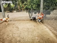 Chickens — รูปภาพ 2