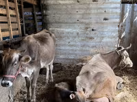 بقرة, Swiss cattle — الصورة 8