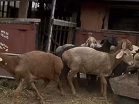 Ovce, Arashan sheep — foto 6