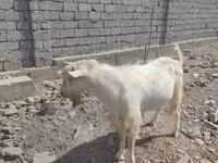 بز نر, Saanen goat — عکس 3