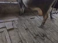 Kuh, Rinder — Foto 1