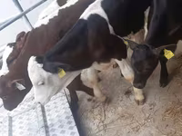 Бик, Simmental cattle — снимка 2