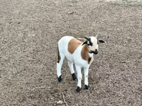公羊, Cameroon sheep — 照片 2