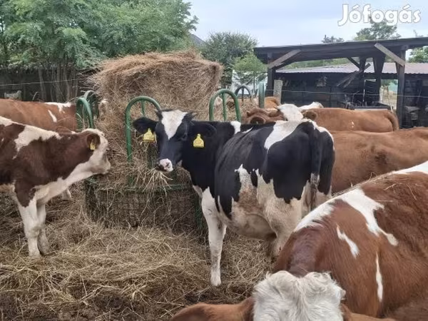 Tyre, Holstein-race