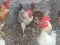 Chickens — تصویر 3