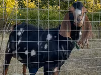 แพะตัวผู้, Kamori goats — รูปภาพ 3