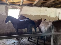 ঘোড়া, Kazakh horse — ছবি 4
