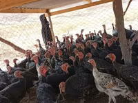 Turkeys — zdjęcie 1