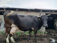 Mucca, Simmental cattle — foto 8