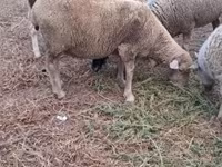 பெண் ஆடு, Merino sheep — புகைப்படம் 4