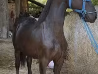 Hingst, Friesian — foto 2
