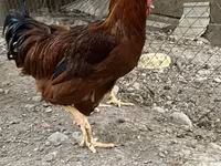 Chickens — รูปภาพ 1