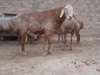 قوچ, Edilbay sheep — عکس 5