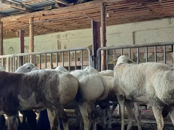 Ram, Sheep