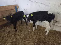 Ng'ombe jike, Russian Black pied cattle — picha 2