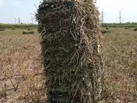 Сено в тюках (прямоугольные тюки). - Заготовлено в поле, прессованное — foto 1