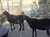 Koyun, Koyunlar — foto 4