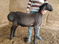 Berbec, Arashan sheep — foto 5