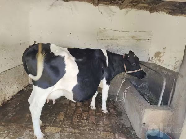 Ko, Russian Black pied cattle