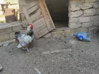 Brahma — foto 6