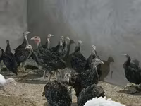 Turkeys — foto 2