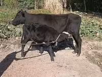 Vaca, Ganado vacuno — foto 3
